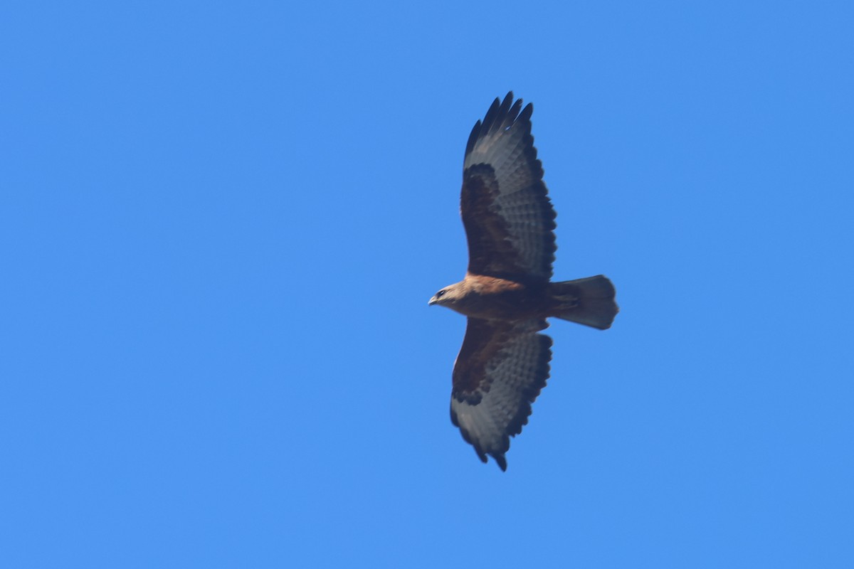 Poiana (vulpinus/menetriesi) - ML646339686