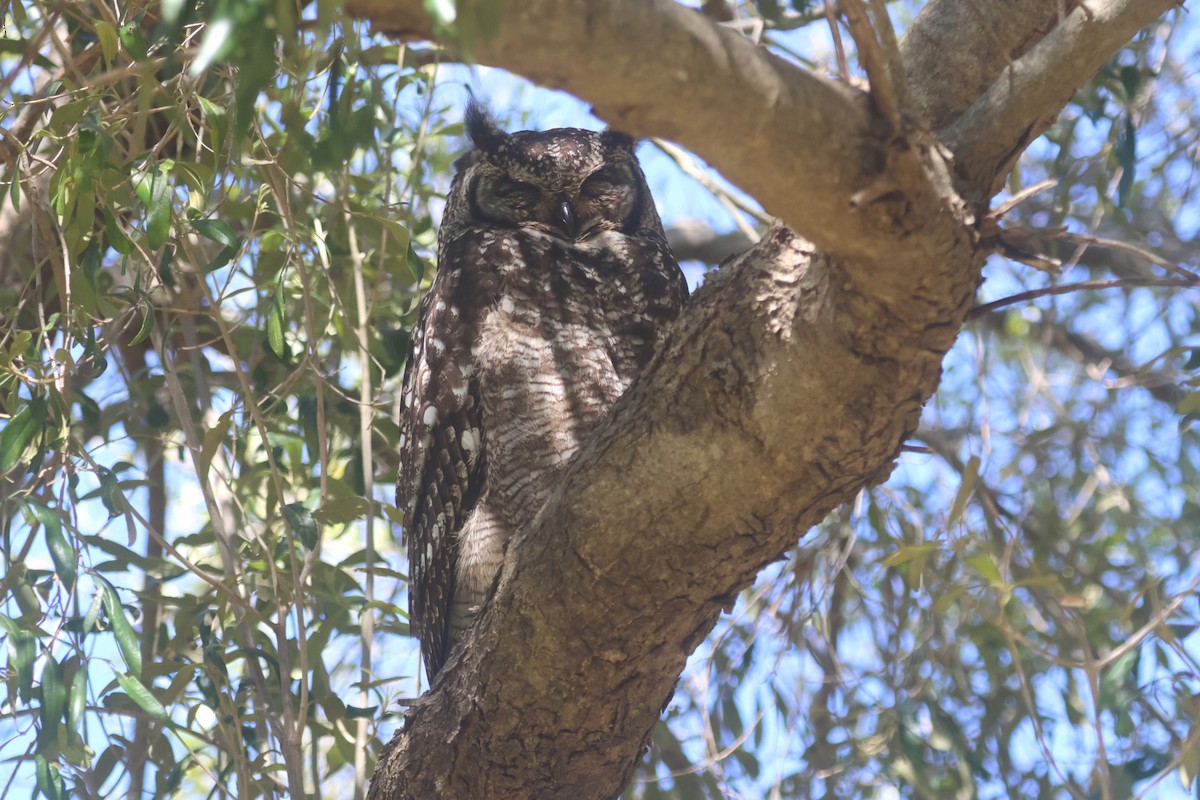 Spotted Eagle-Owl - ML646339688