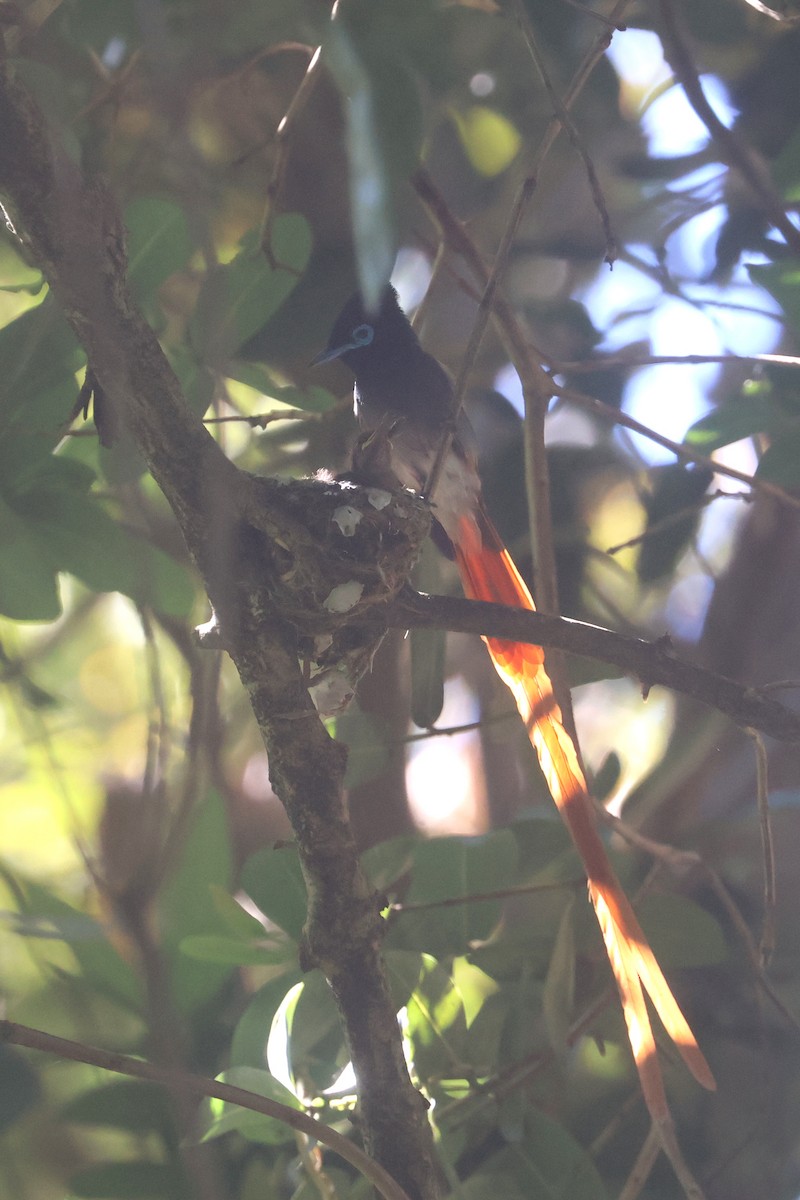 African Paradise-Flycatcher - ML646339699