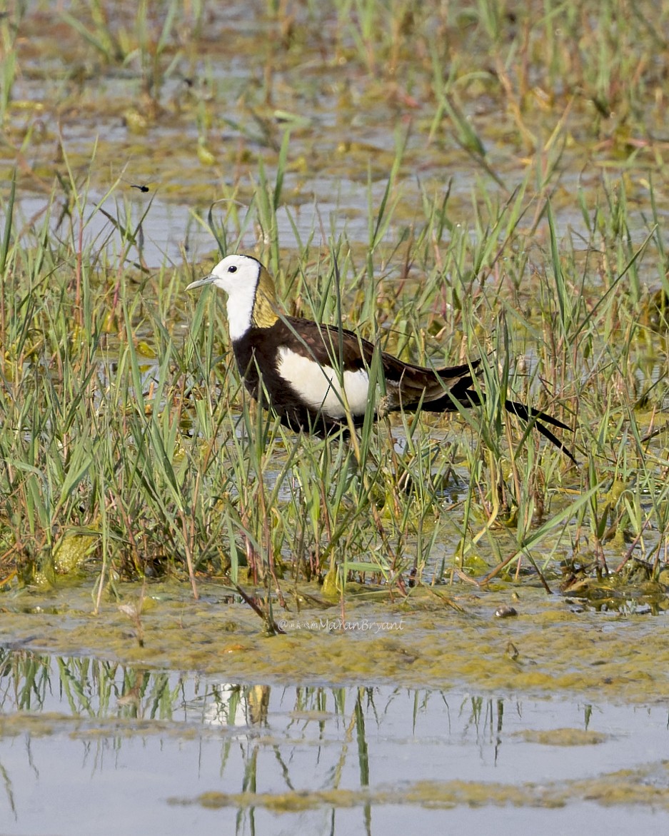 Sülün Kuyruklu Jakana - ML646339700