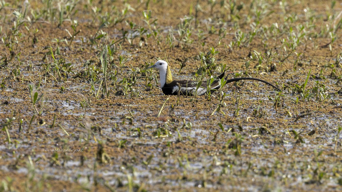 Sülün Kuyruklu Jakana - ML646339701