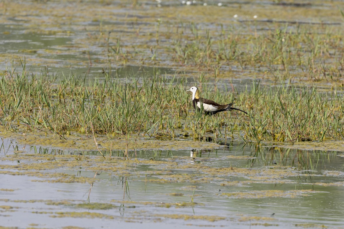 Sülün Kuyruklu Jakana - ML646339702