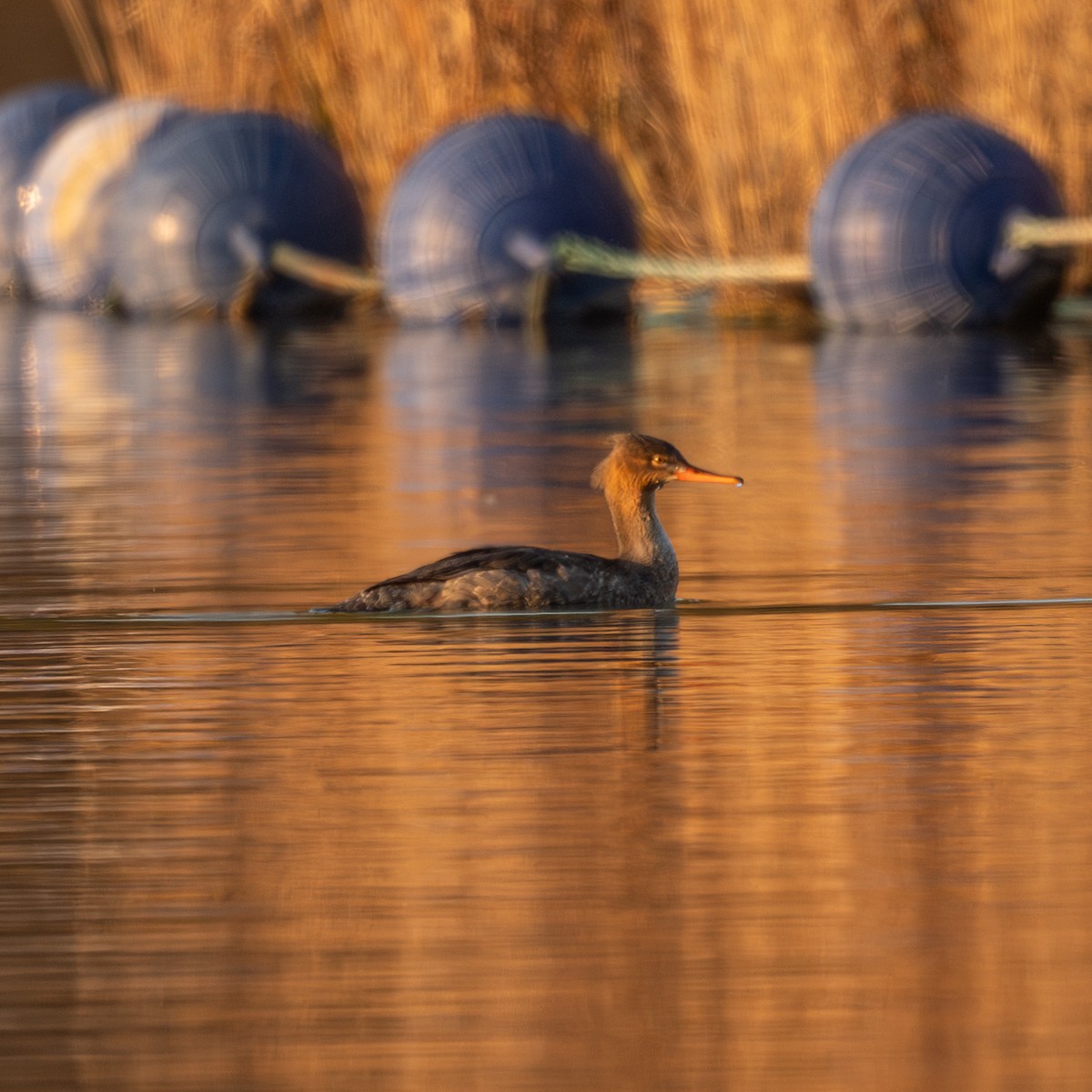 Red-breasted Merganser - ML646339704