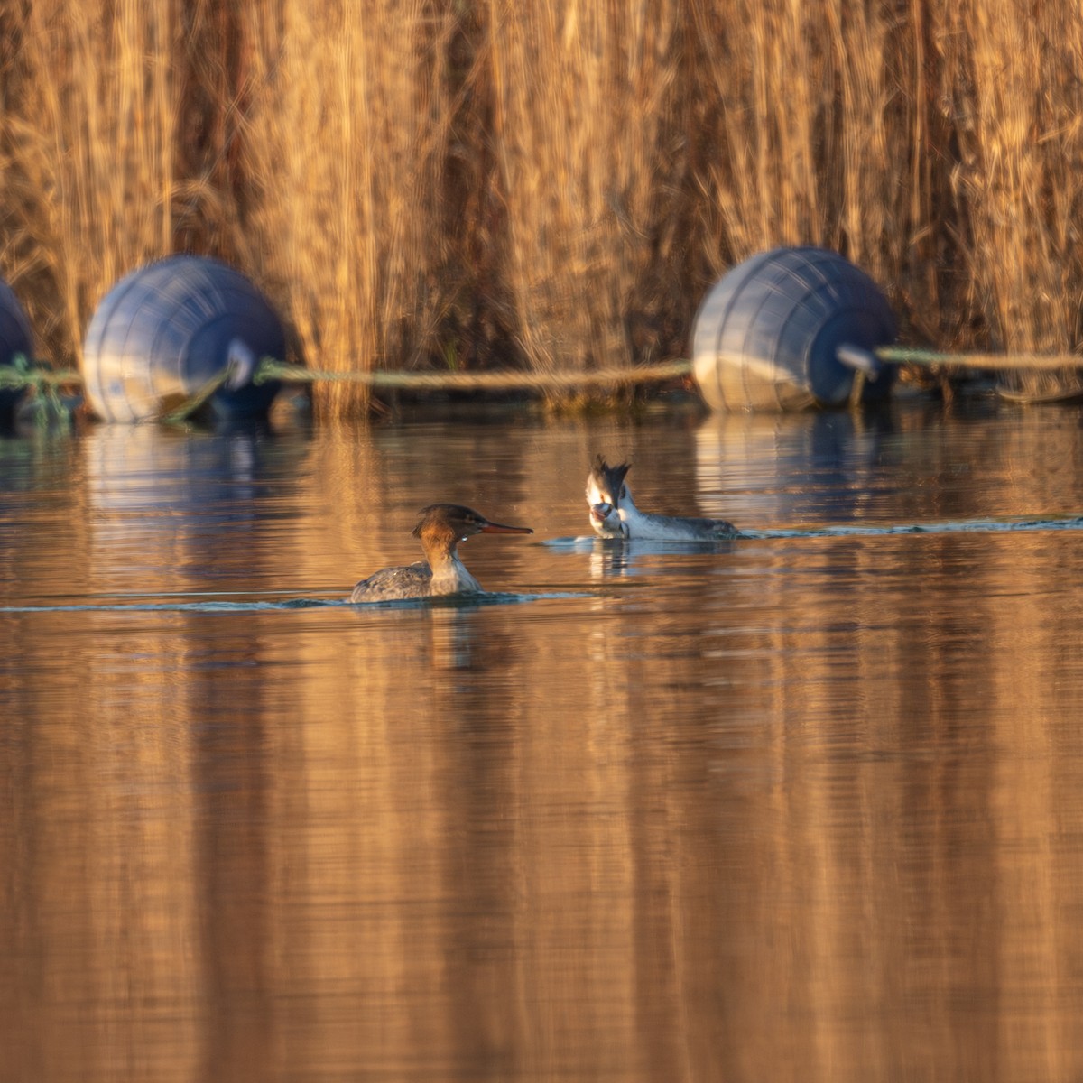 Red-breasted Merganser - ML646339705