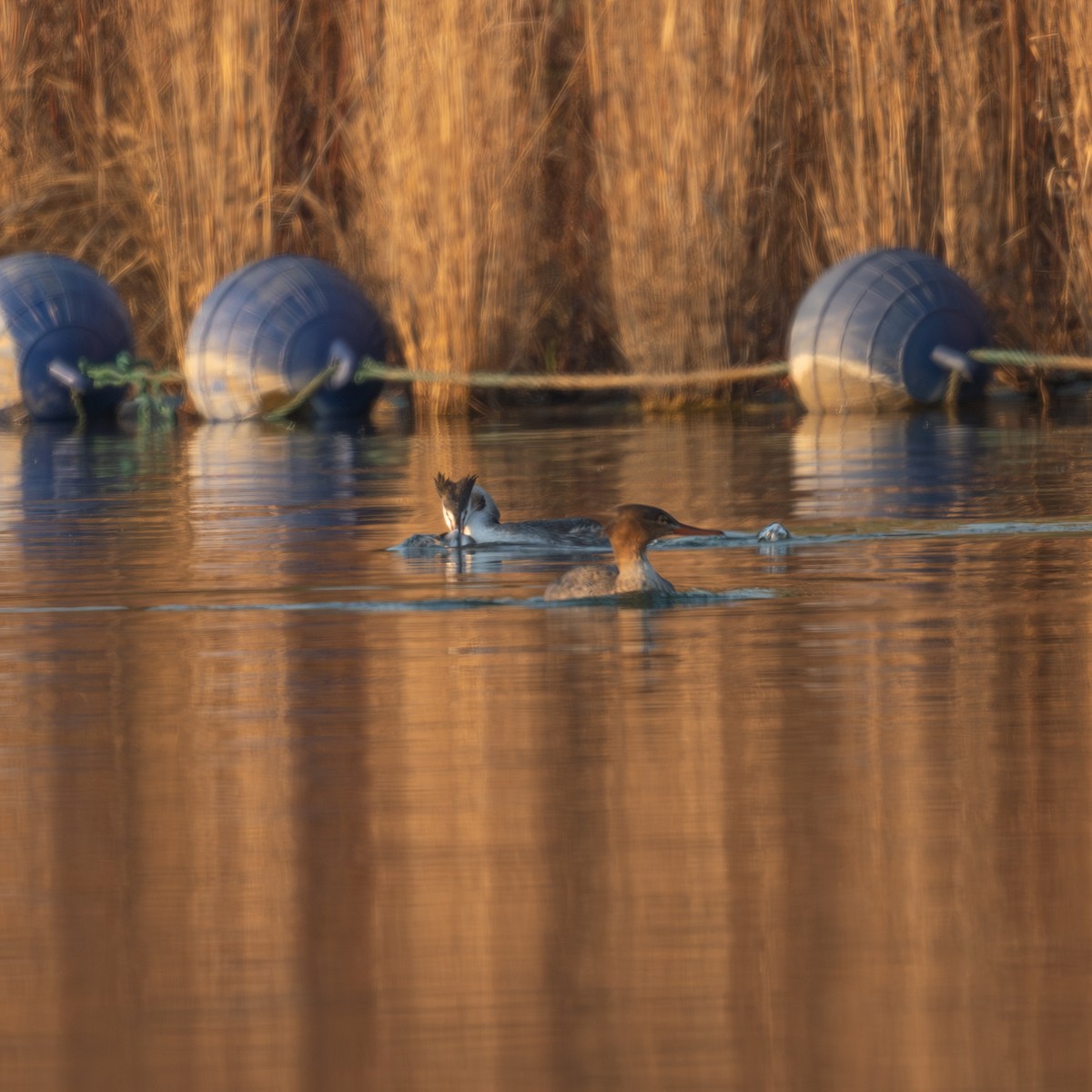 Red-breasted Merganser - ML646339706