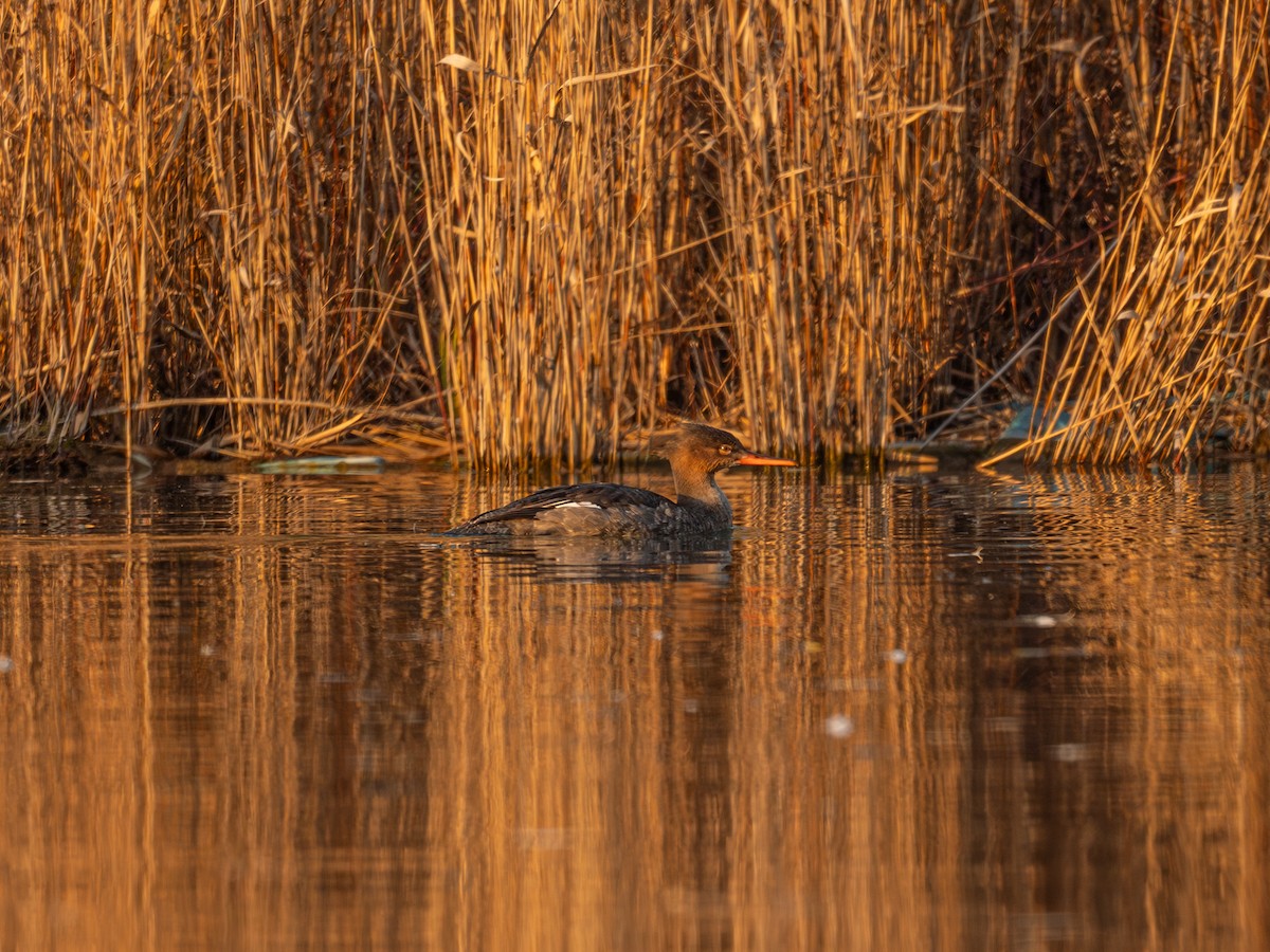 Red-breasted Merganser - ML646339707