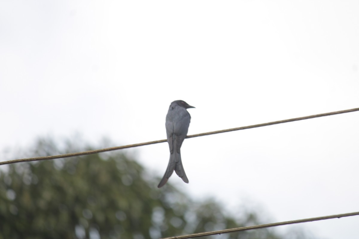 Ashy Drongo - ML646339709