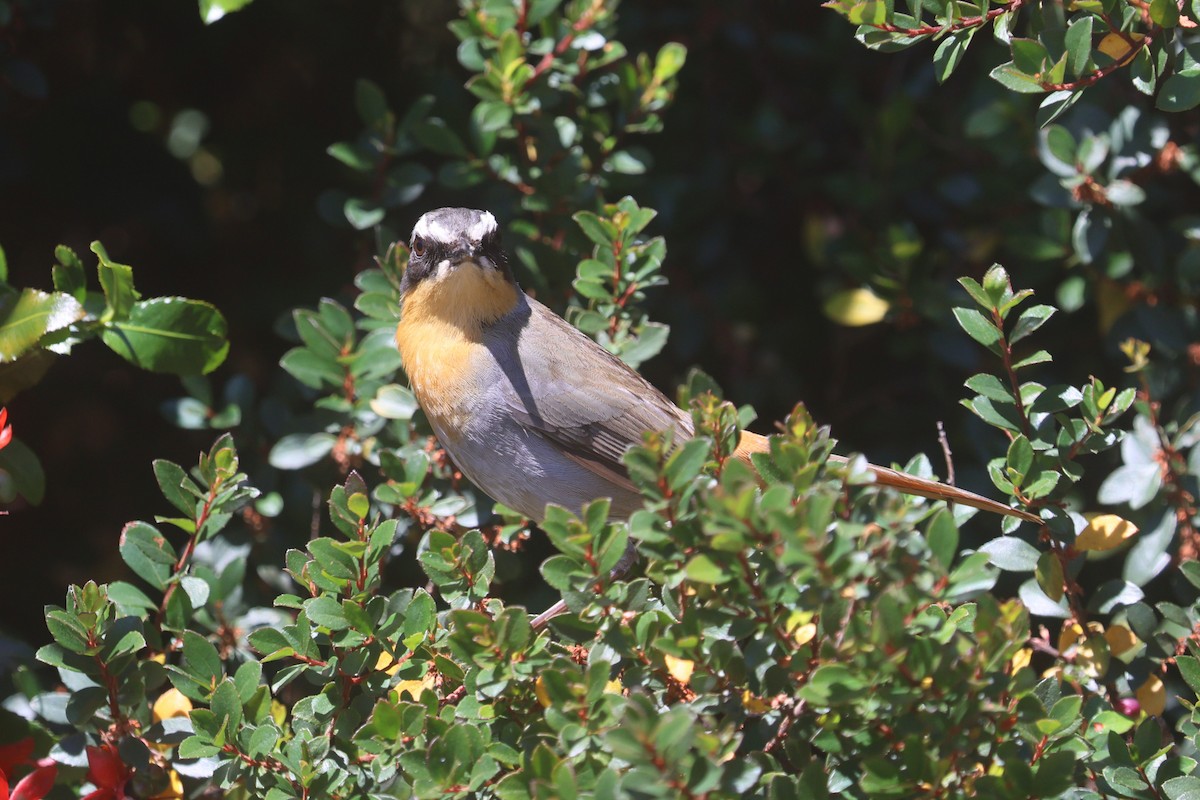 Cape Robin-Chat - ML646339710