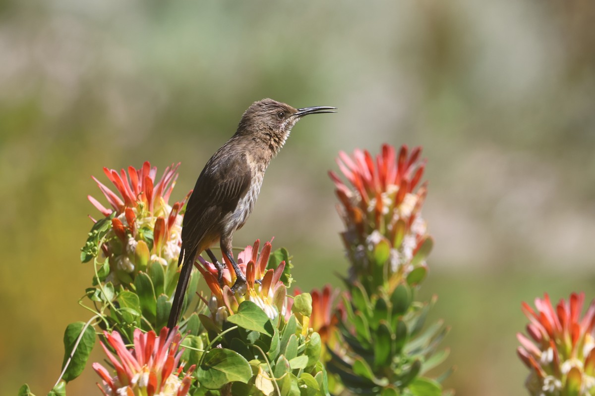 Cape Sugarbird - ML646339712