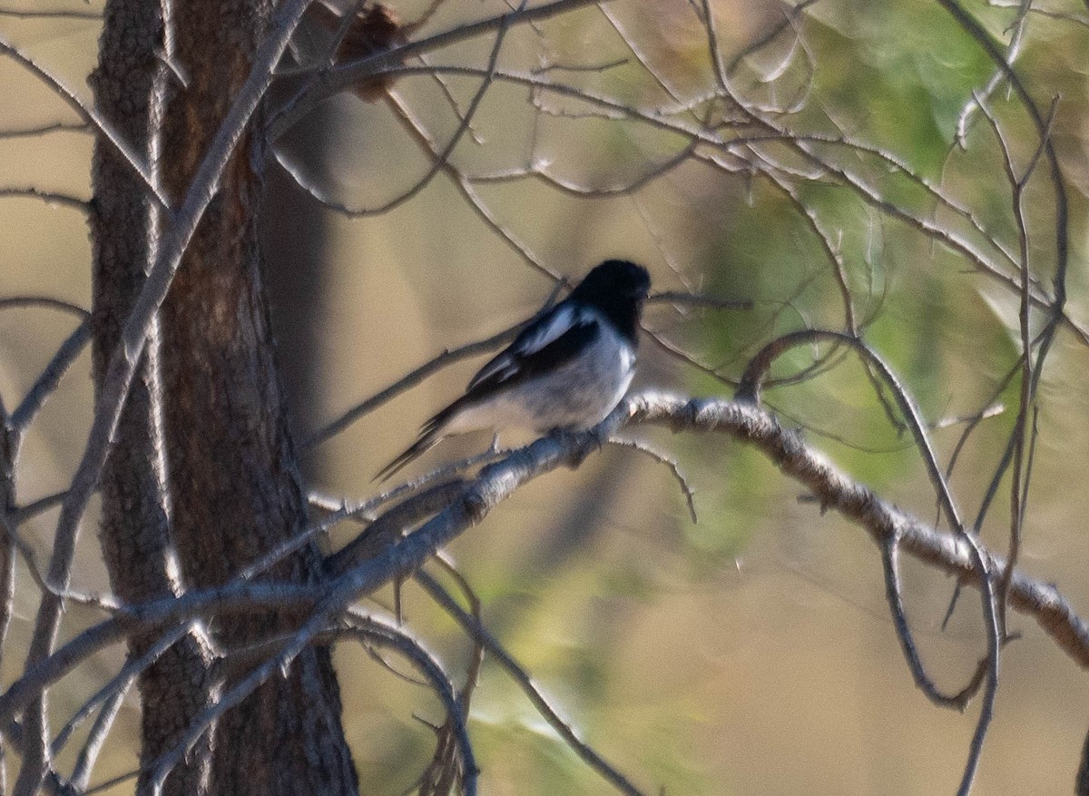 Hooded Robin - ML646339713