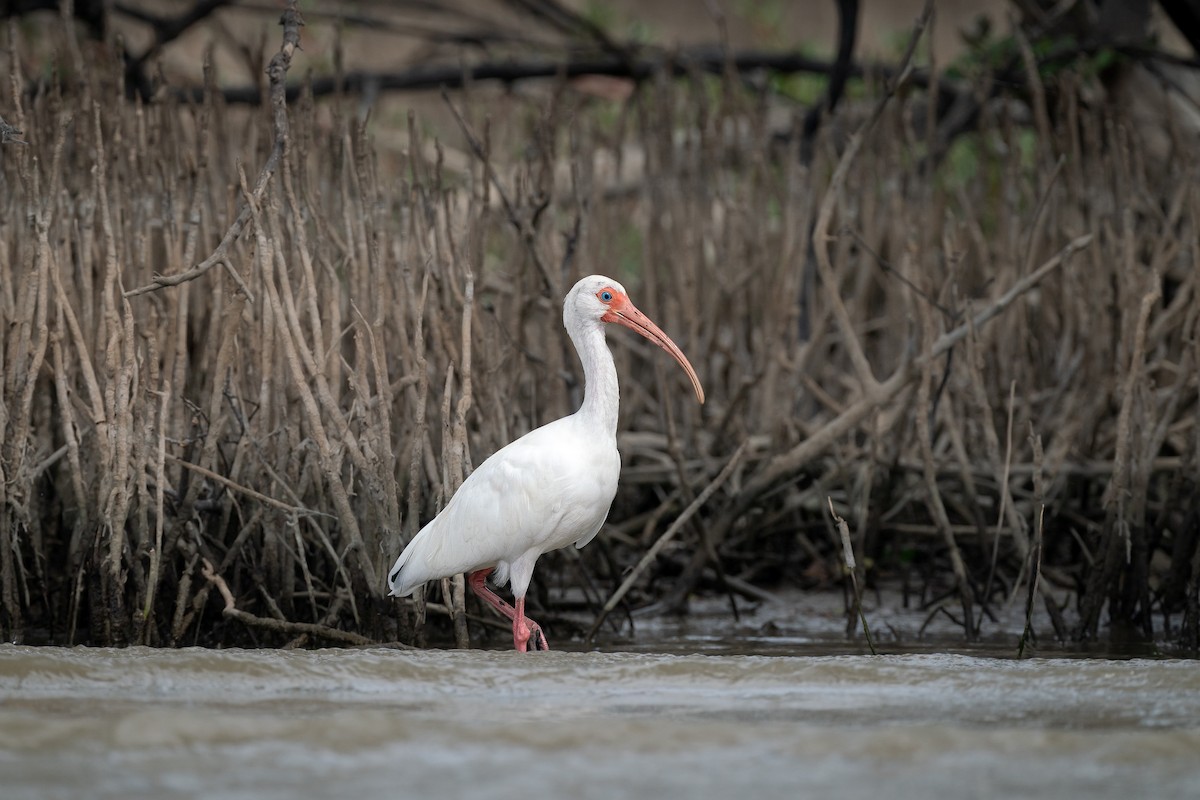 White Ibis - ML646339715
