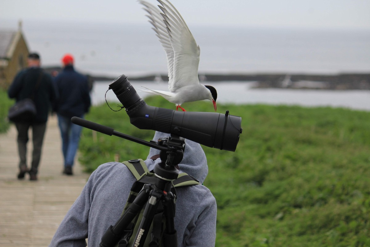 Arctic Tern - ML646339716