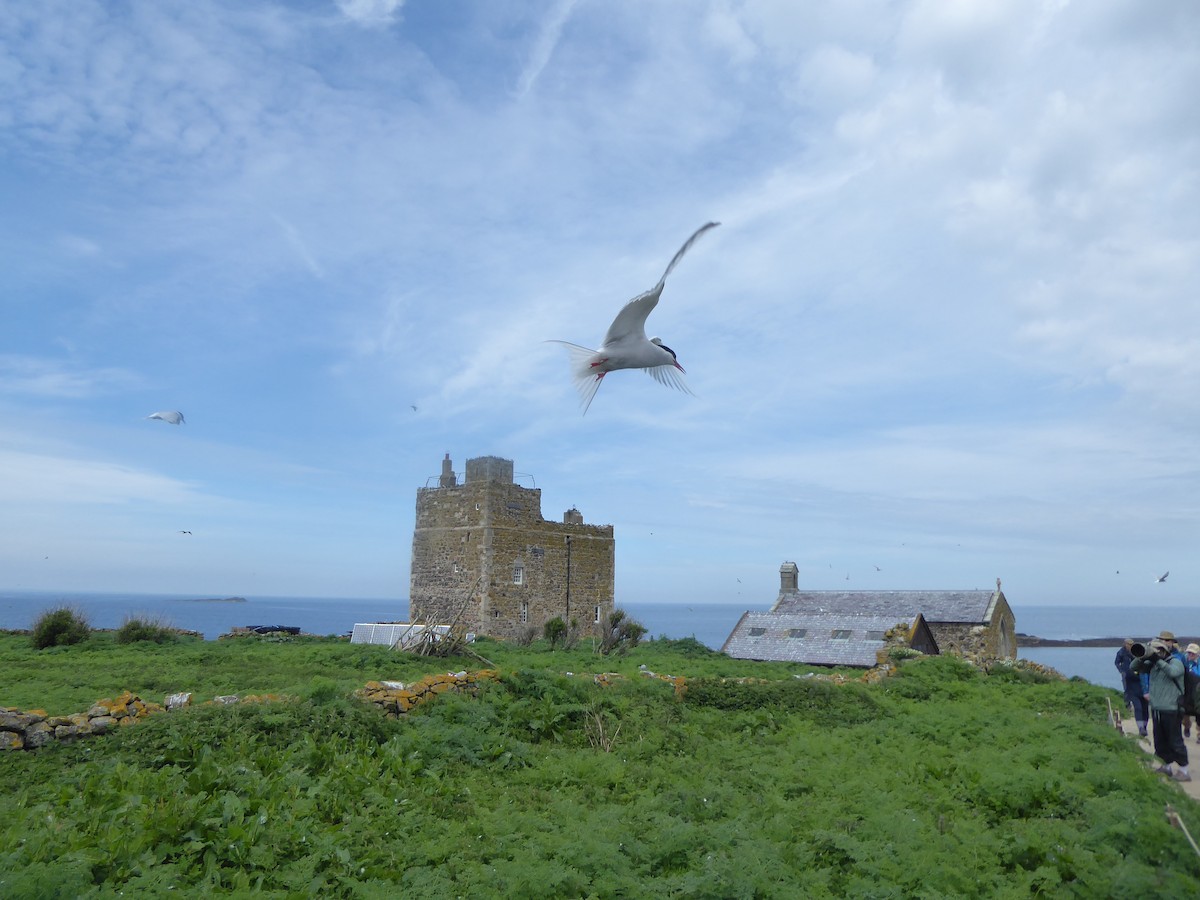 Arctic Tern - ML646339717