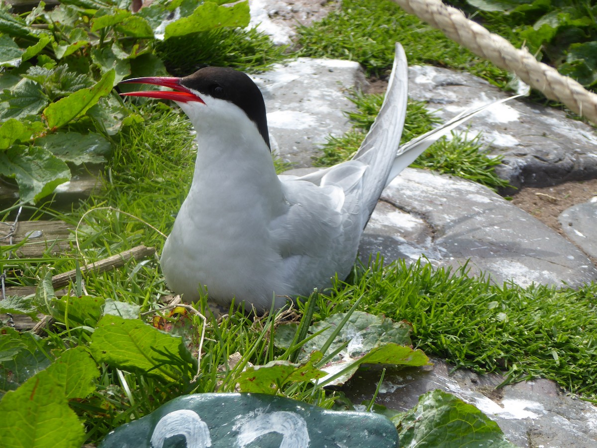 Arctic Tern - ML646339718