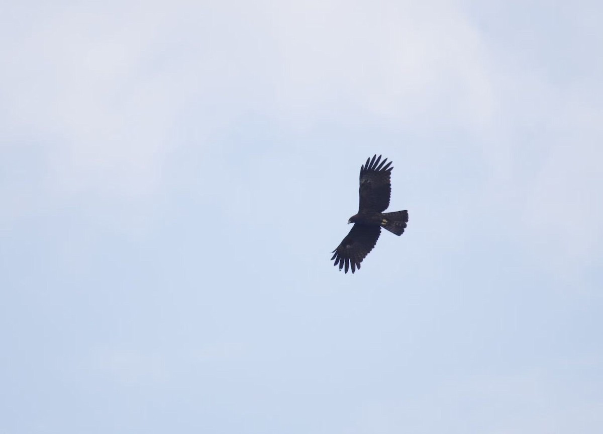 Black Eagle - ML646339721