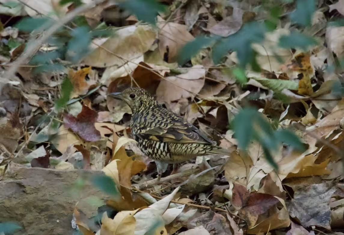 White's Thrush - ML646339723