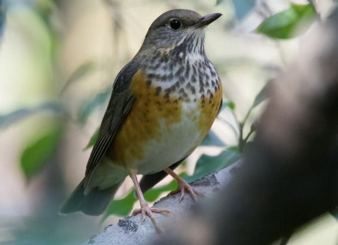 Gray-backed Thrush - ML646339724