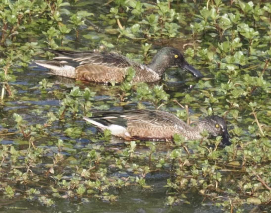 Cuchara Común - ML646339729