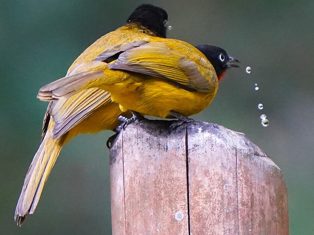 Flame-throated Bulbul - ML646339730