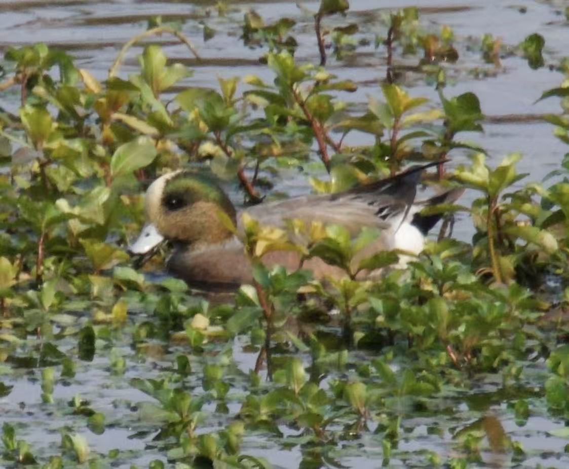 American Wigeon - ML646339733