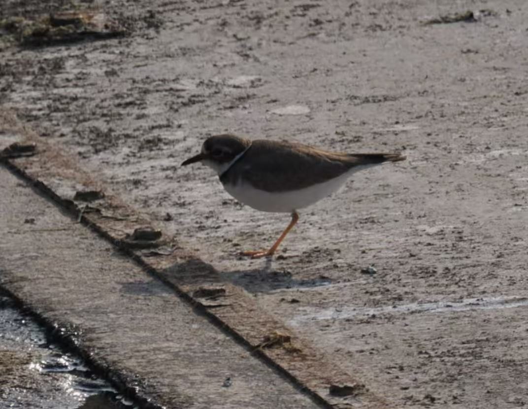 Long-billed Plover - ML646339734