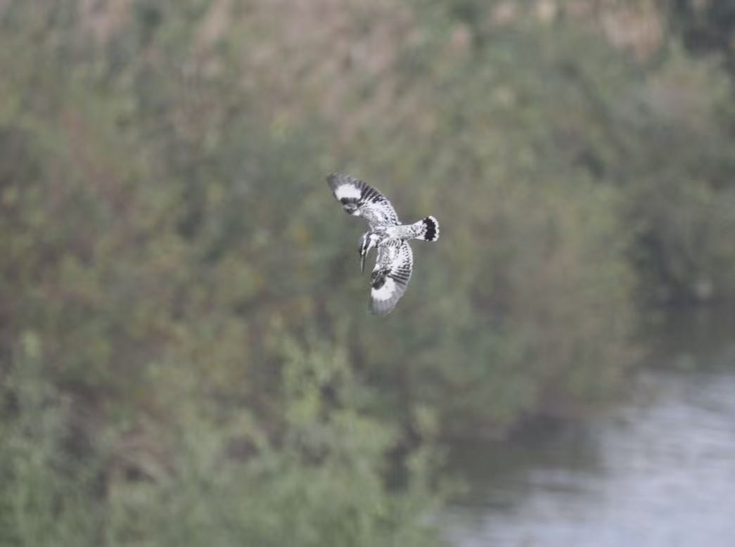 Pied Kingfisher - ML646339735