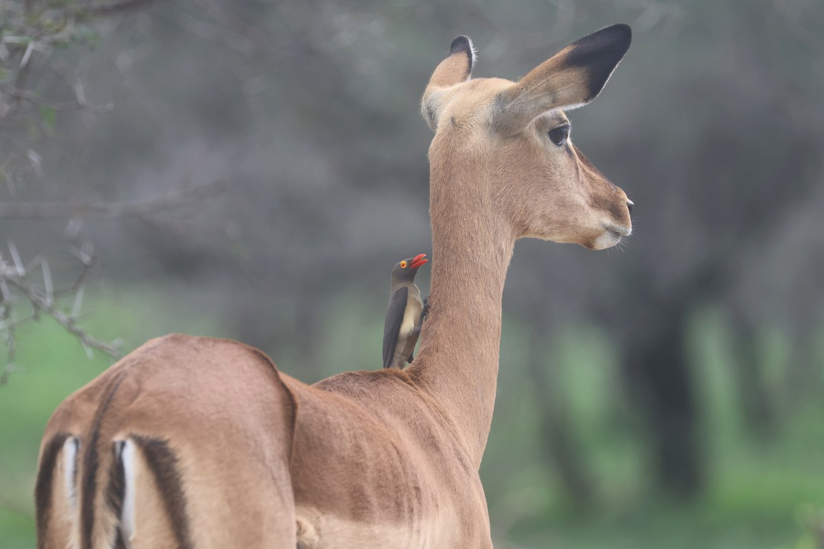 Impala comune - ML646339737