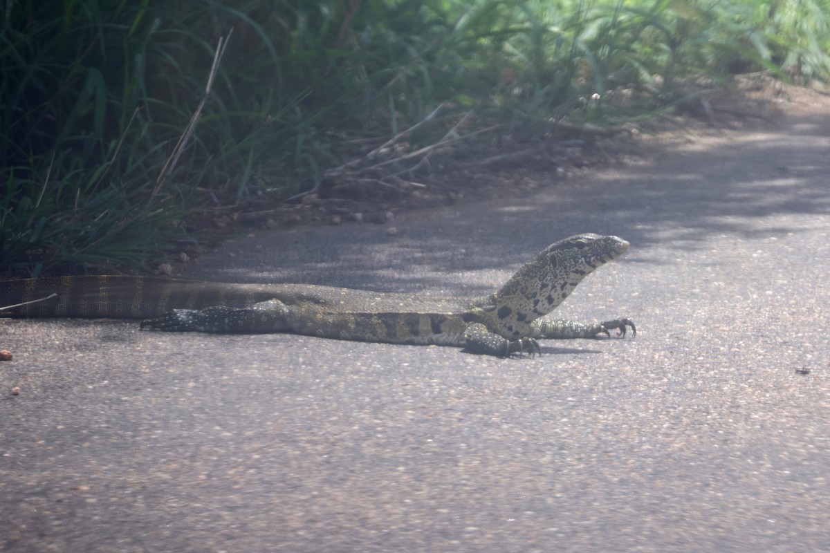 Varano dalla gola bianca - ML646339738