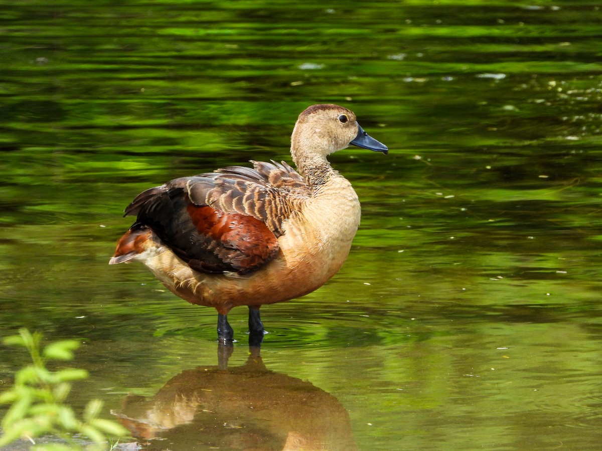 Dendrocygne siffleur - ML646339742