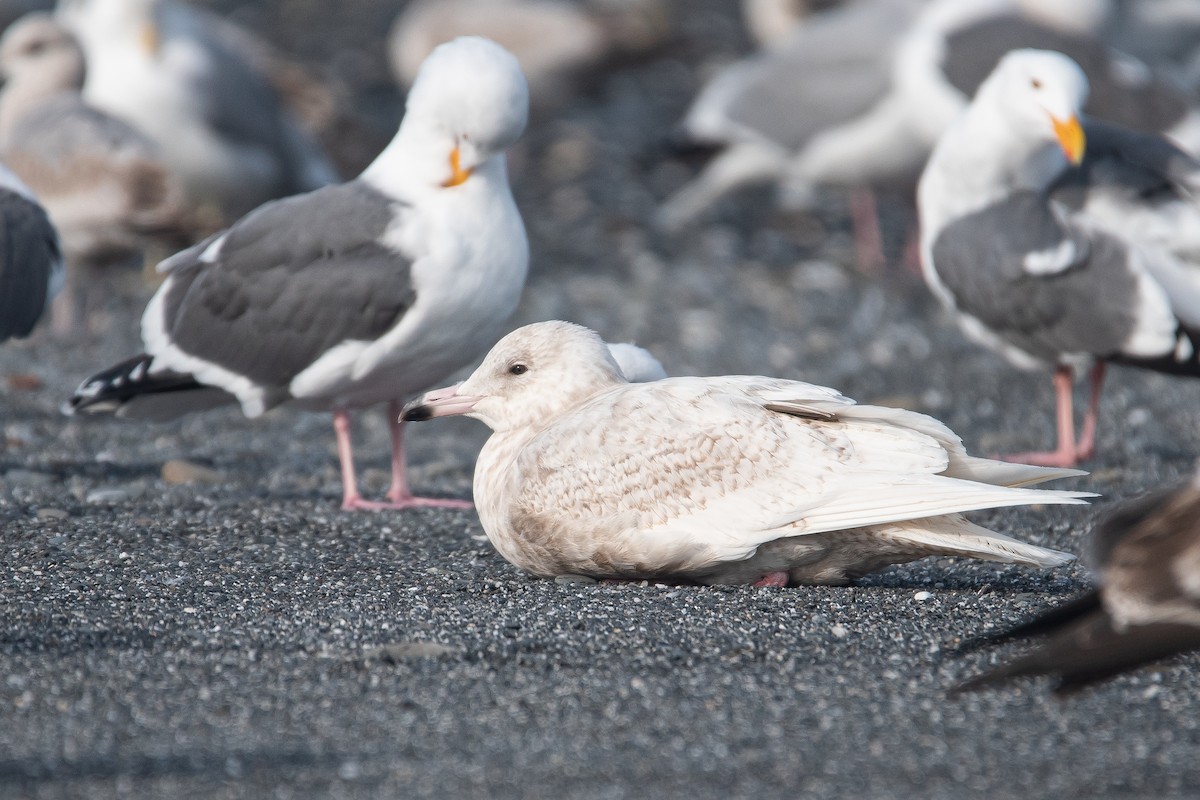 Glaucous Gull - ML646339749