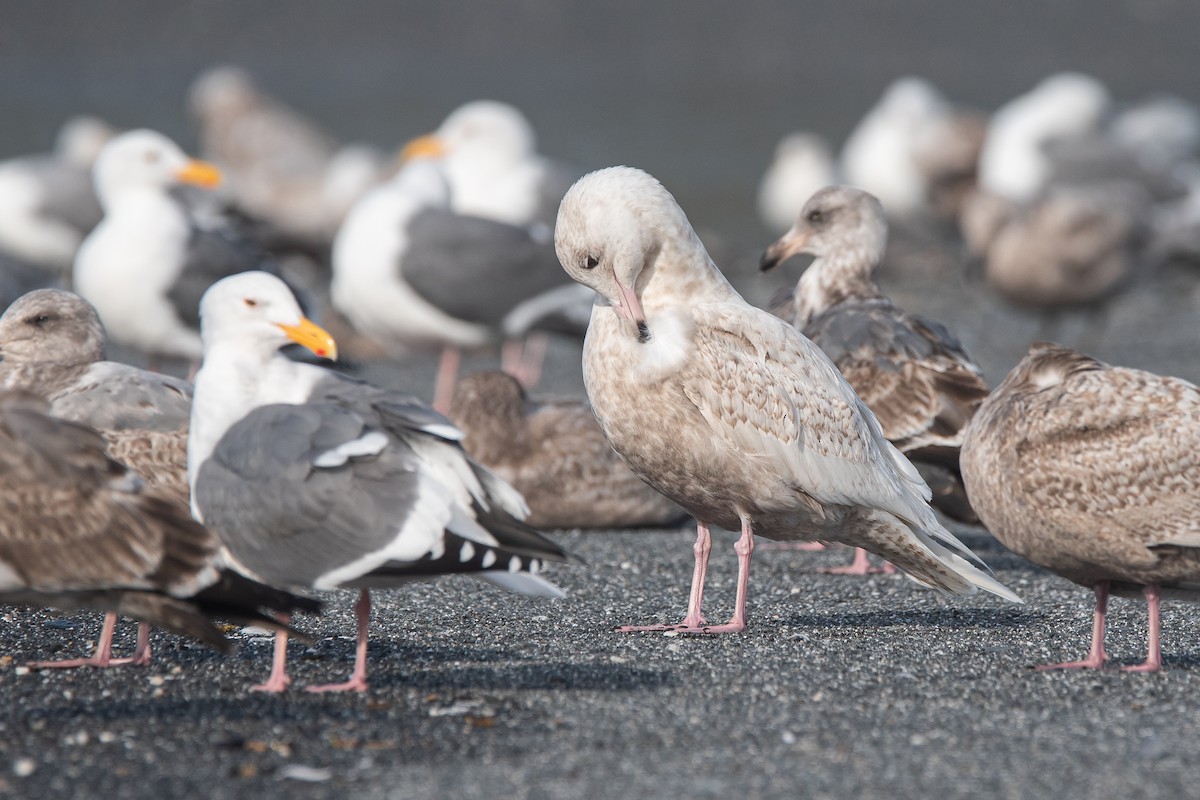 Goéland bourgmestre - ML646339750