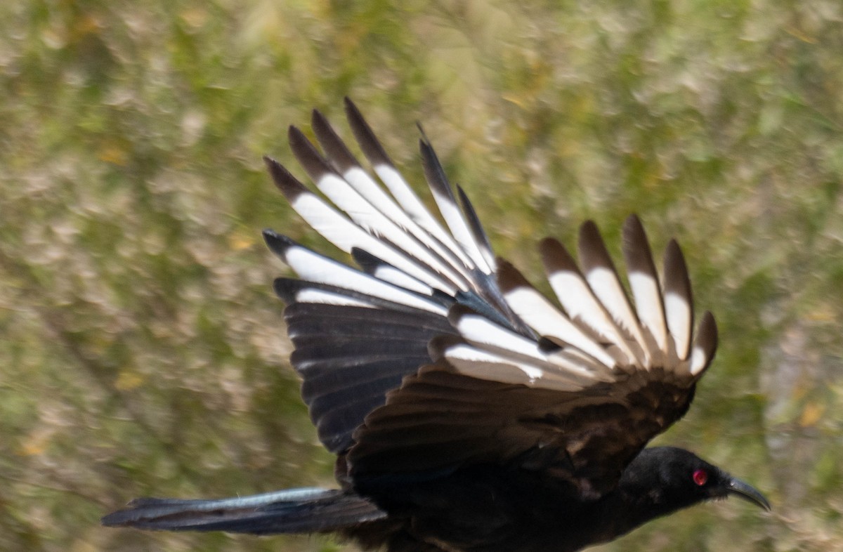 Corbicrave leucoptère - ML646339751