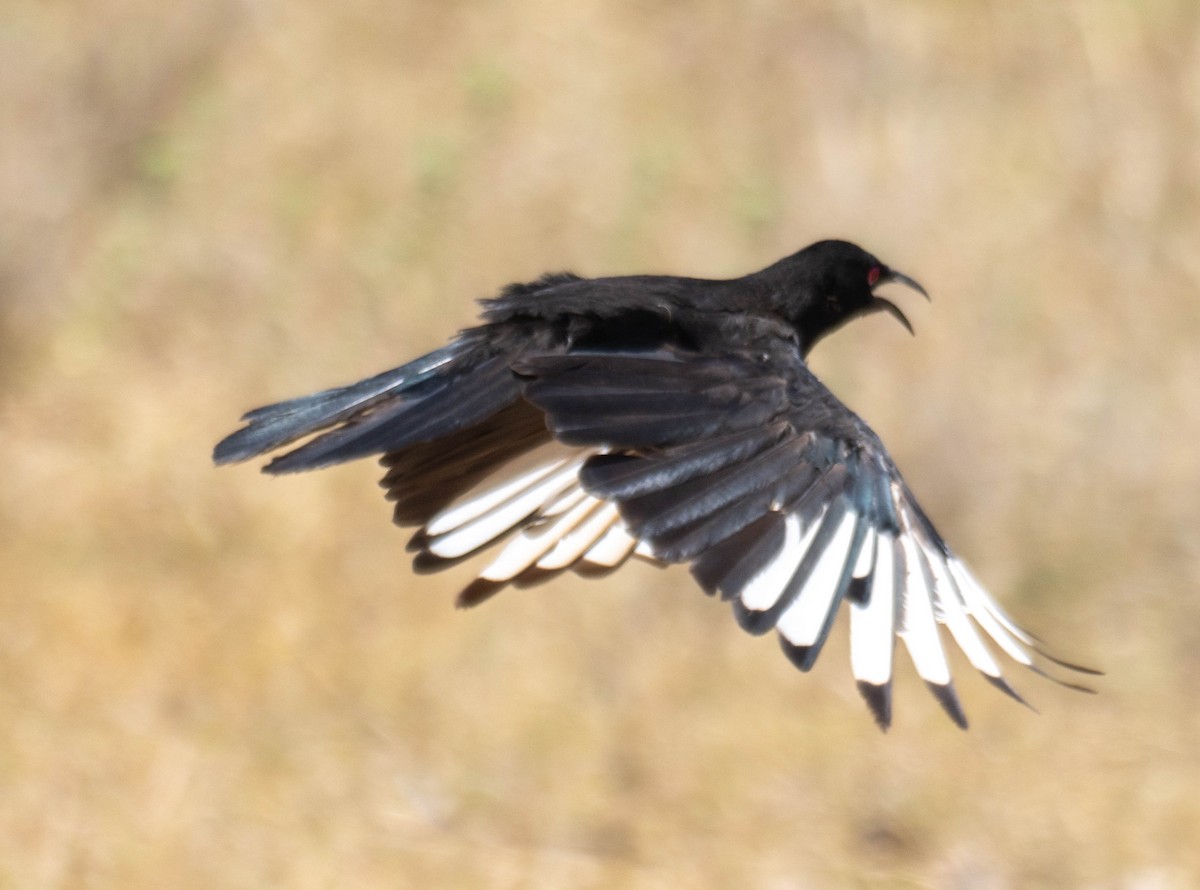 Corbicrave leucoptère - ML646339752