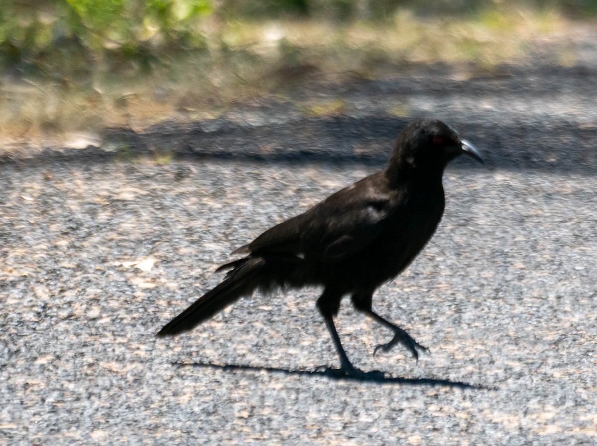 Corbicrave leucoptère - ML646339753