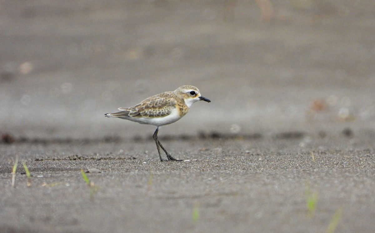 Pluvier du Tibet - ML646339754