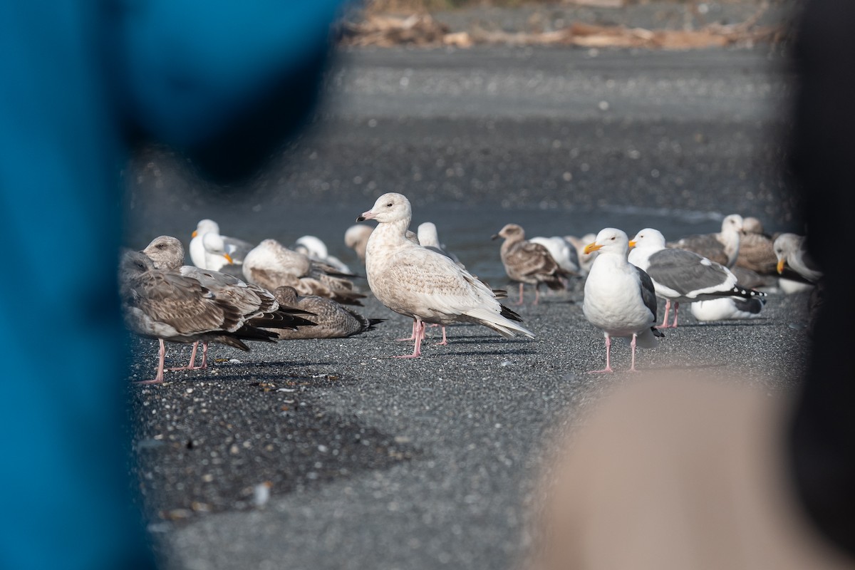 Goéland bourgmestre - ML646339755