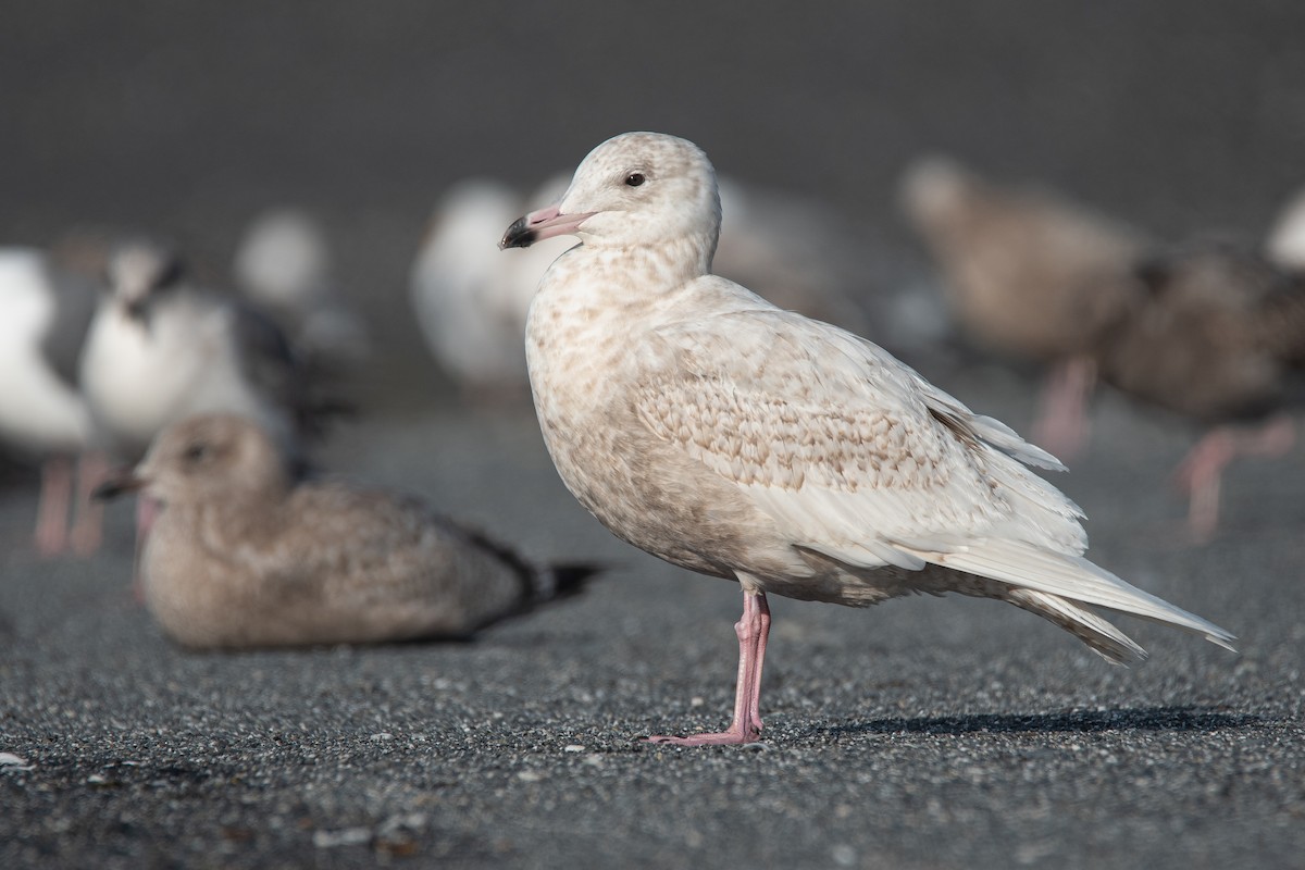 Goéland bourgmestre - ML646339756
