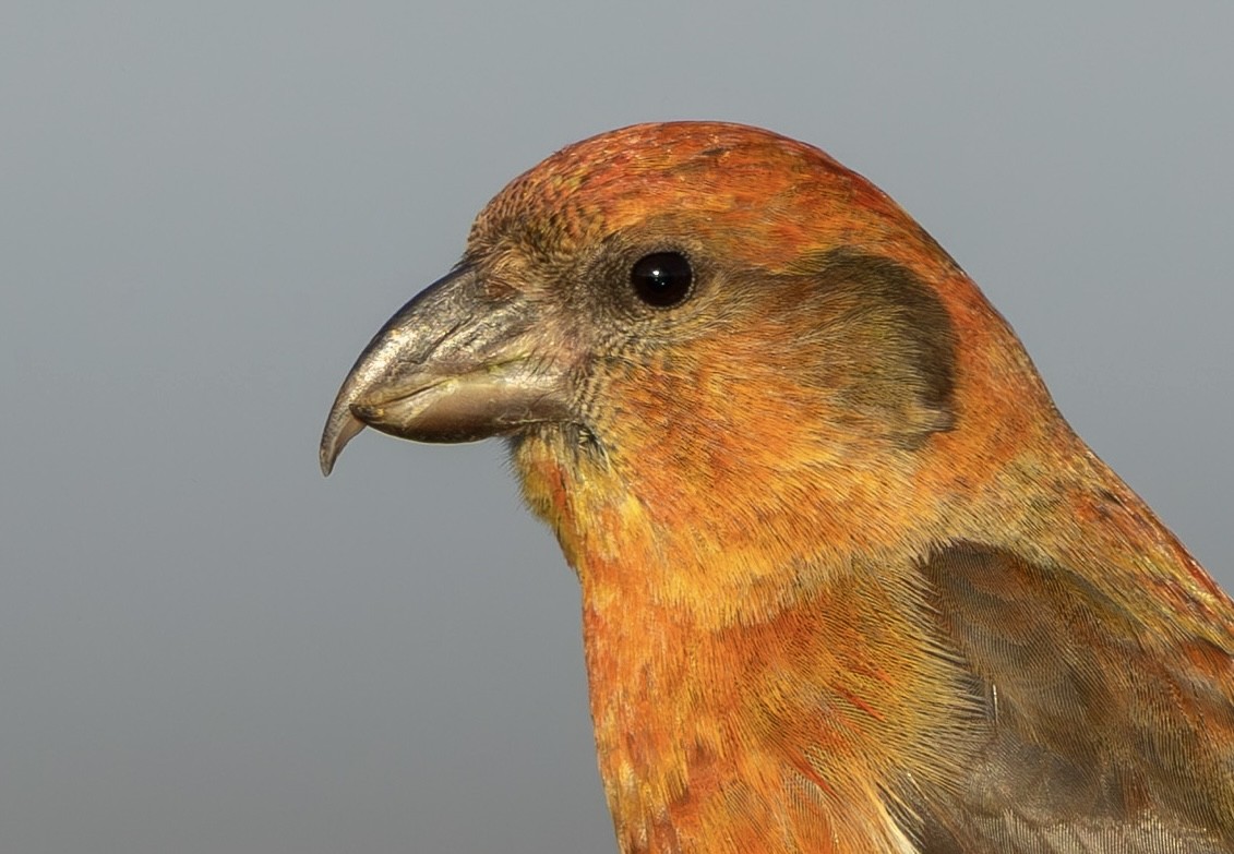 Bec-croisé des sapins - ML646339758