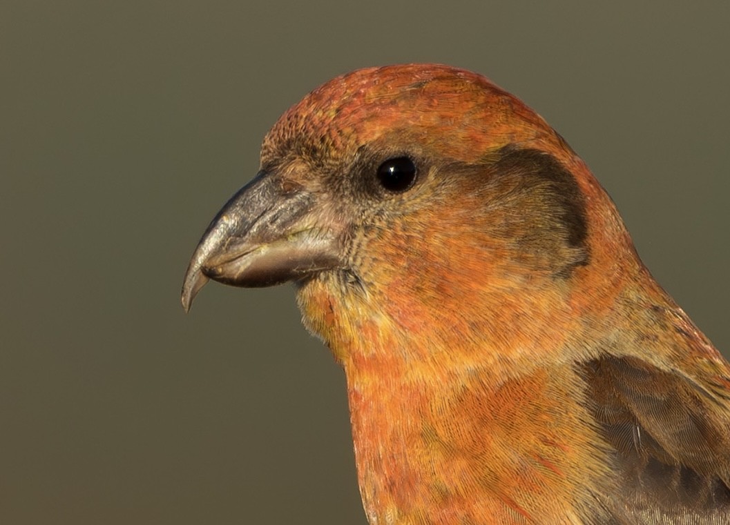 Bec-croisé des sapins - ML646339760