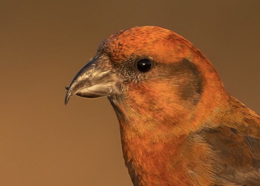 Bec-croisé des sapins - ML646339761