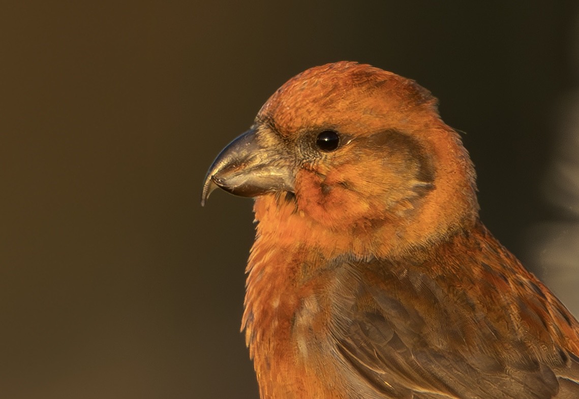 Bec-croisé des sapins - ML646339762