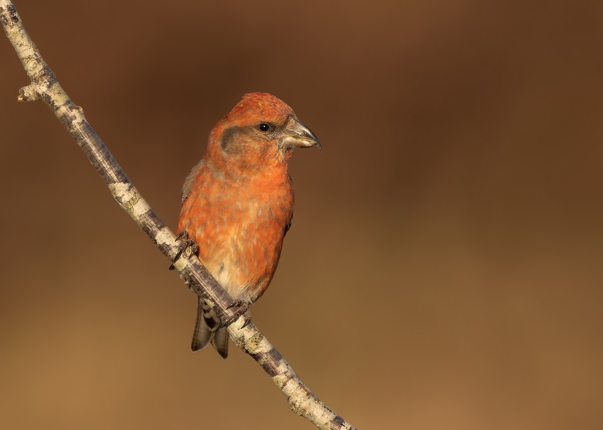 Bec-croisé des sapins - ML646339763