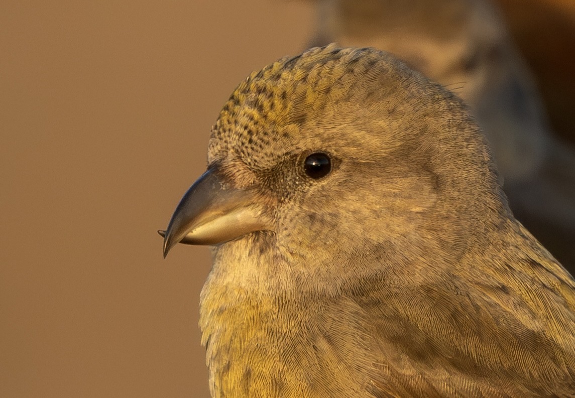Bec-croisé des sapins - ML646339764