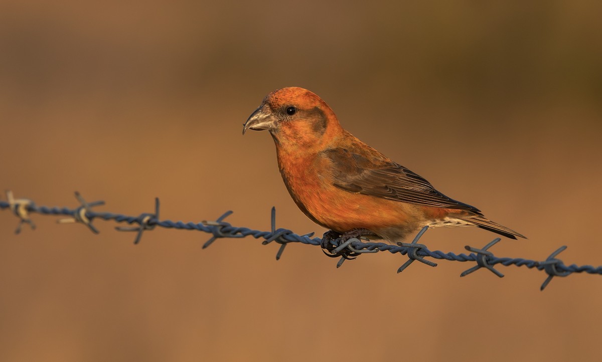 Bec-croisé des sapins - ML646339765