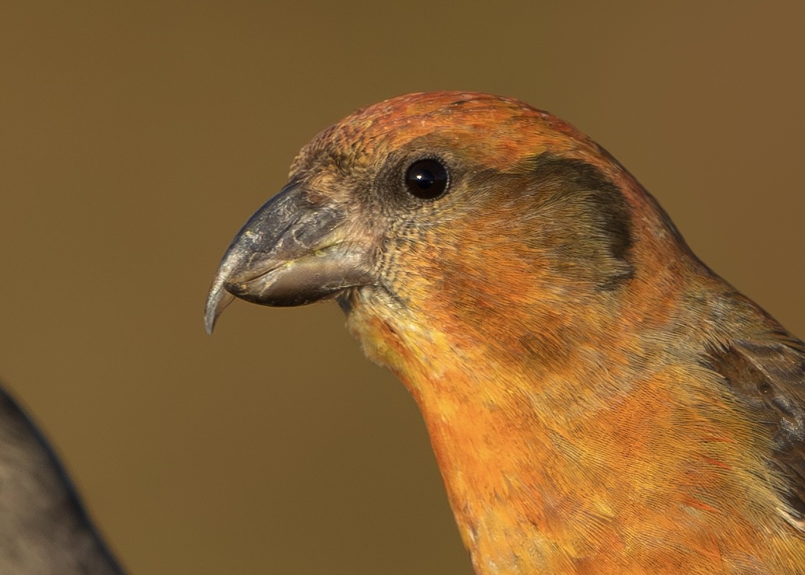 Bec-croisé des sapins - ML646339766