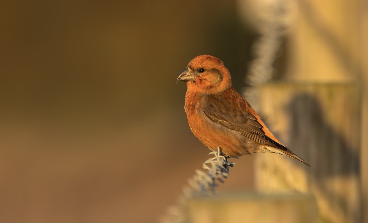 Bec-croisé des sapins - ML646339767