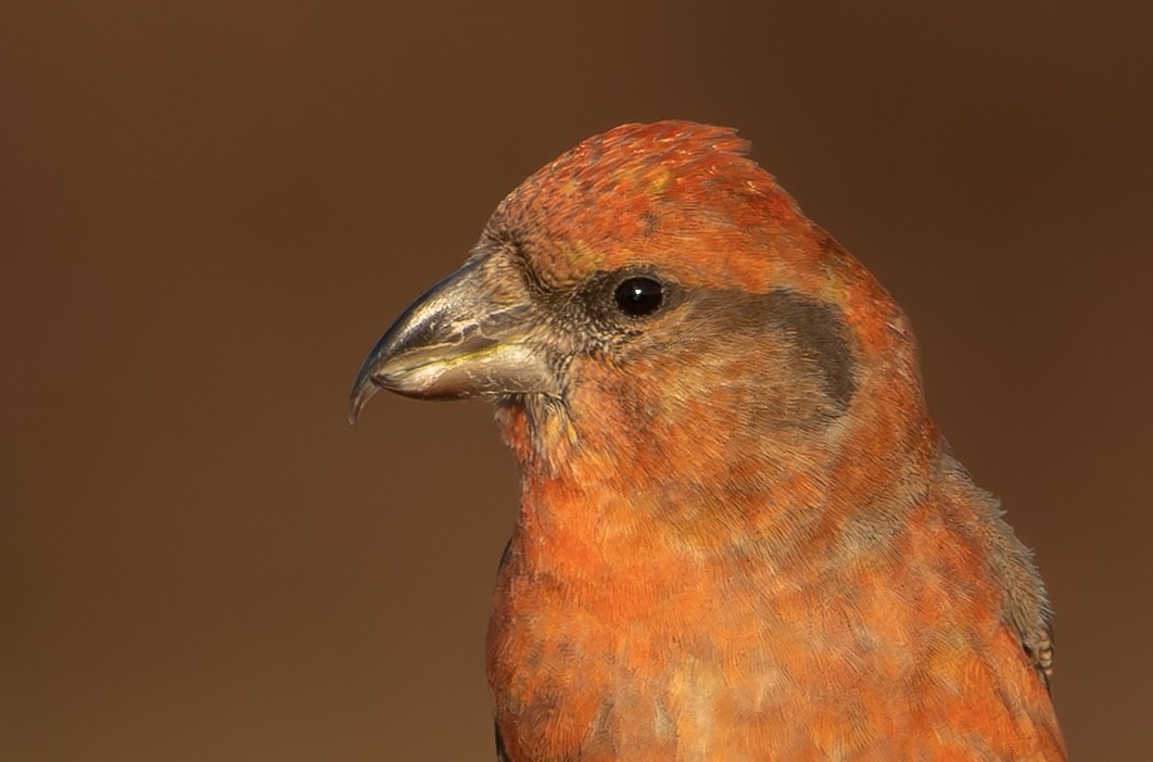 Bec-croisé des sapins - ML646339768