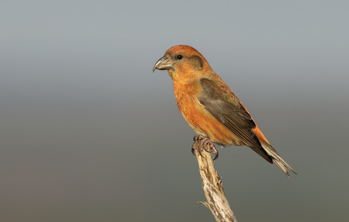 Bec-croisé des sapins - ML646339769