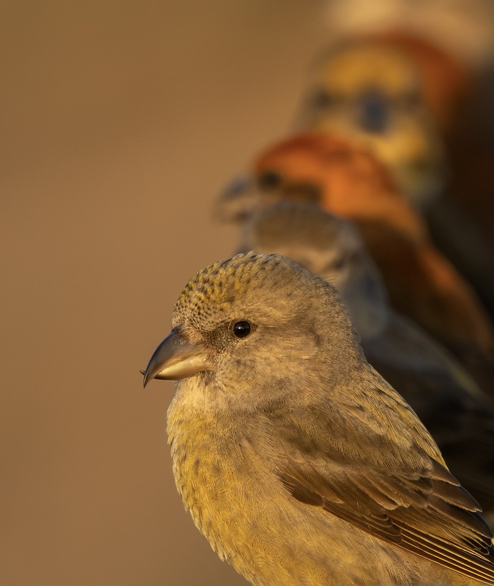 Bec-croisé des sapins - ML646339770