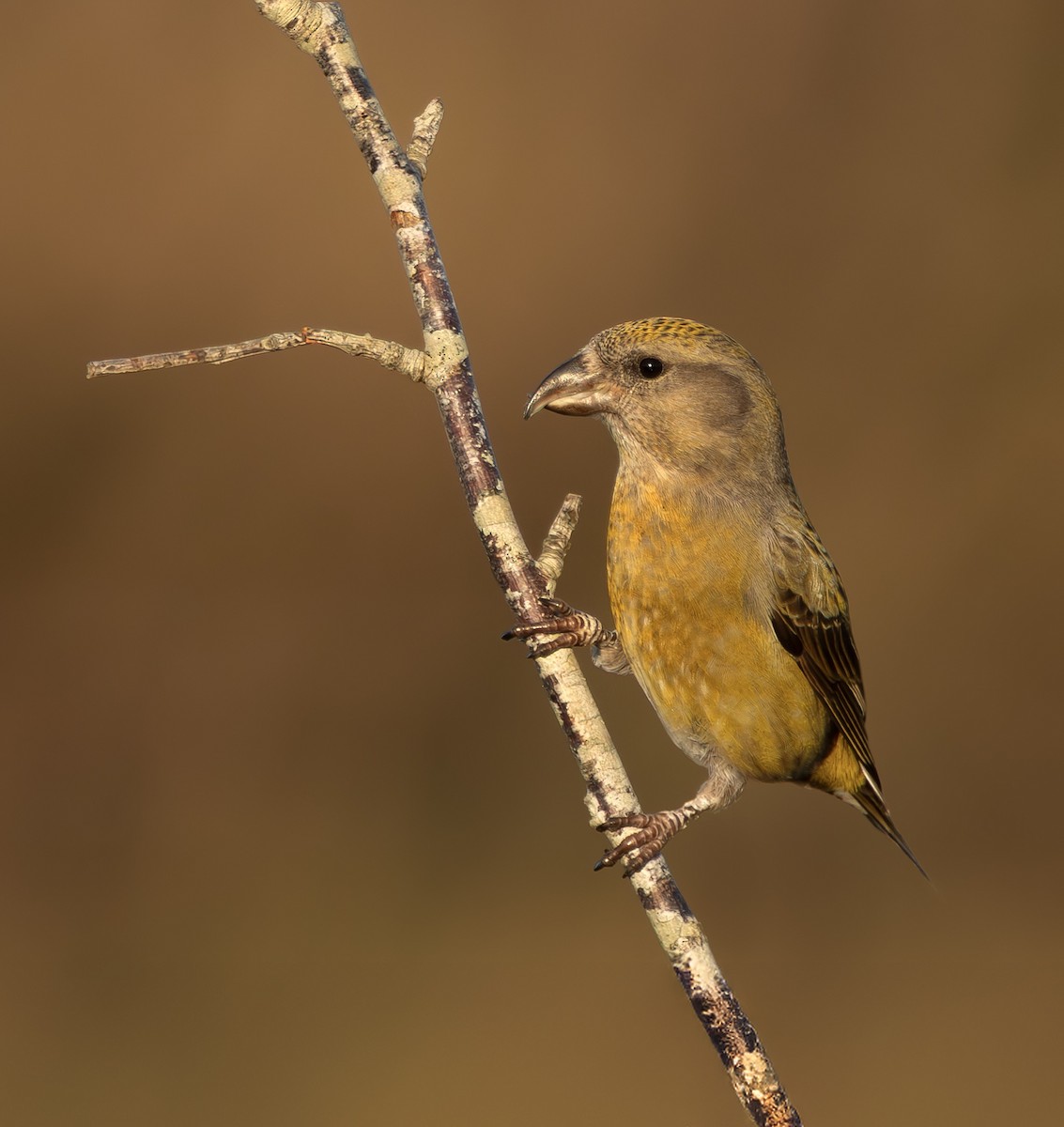 Bec-croisé des sapins - ML646339771